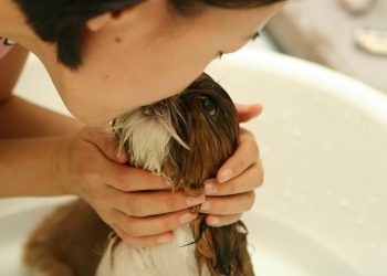 Research analysis: Why pets make us happy