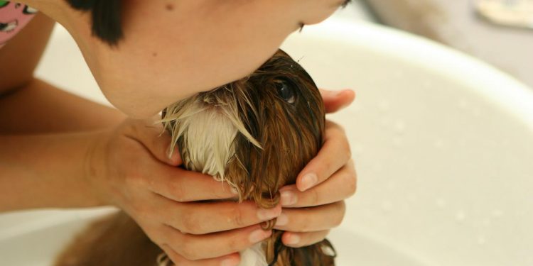 Research analysis: Why pets make us happy