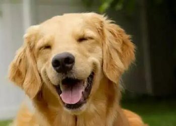 How to make your dog happier? You can’t miss these 5 methods!