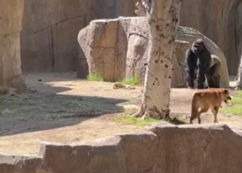 Run, Run, Run!’ Stray Dog Spotted Inside Gorilla Enclosure at San Diego Zoo