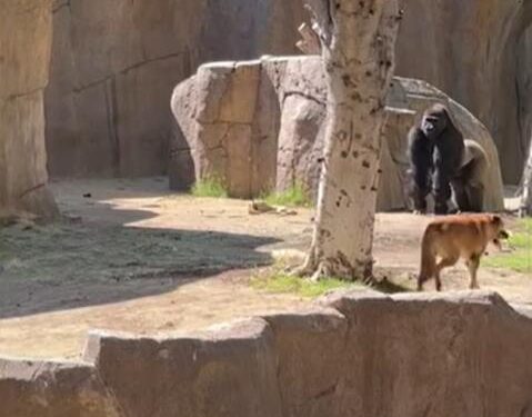 Run, Run, Run!’ Stray Dog Spotted Inside Gorilla Enclosure at San Diego Zoo