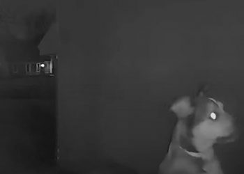 Dog Escapes Pet Hotel and Finds Way Back Home While Owners Vacation in Vegas