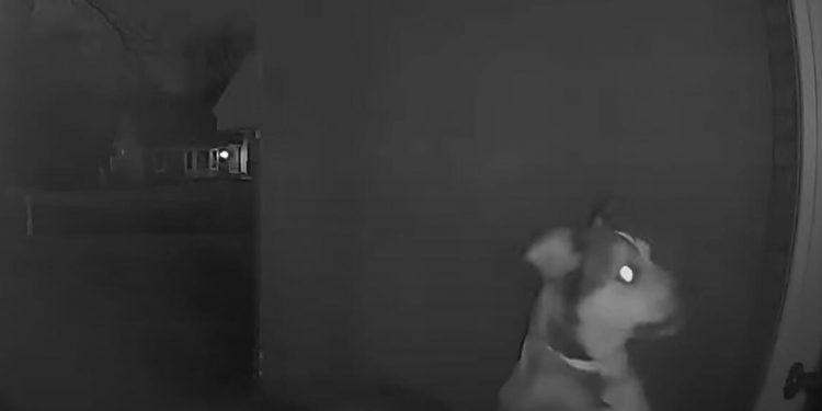 Dog Escapes Pet Hotel and Finds Way Back Home While Owners Vacation in Vegas