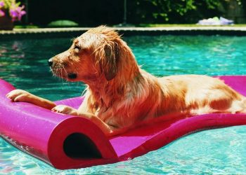 8 essential summer safety tips for pets to keep them cool at home
