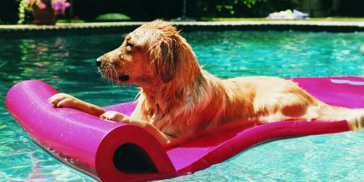 8 essential summer safety tips for pets to keep them cool at home