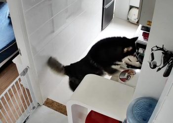Pet husky dog in China learns how to cook a meal for owner after figuring out how to turn on an electric rice cooker