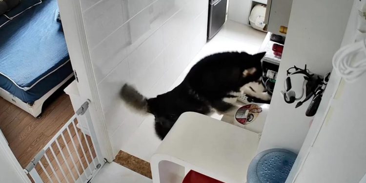 Pet husky dog in China learns how to cook a meal for owner after figuring out how to turn on an electric rice cooker