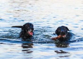 I cloned my dead cat