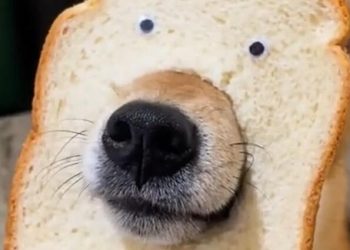 You must be familiar with this Akita dog’s performance with humans