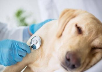 A great collection of pet deworming guides!