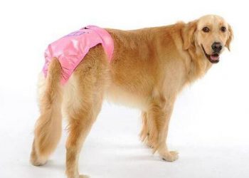 Precautions for menstrual care of dogs