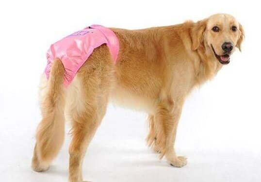 Precautions for menstrual care of dogs