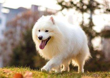 These 10 kinds of pets are worth having!