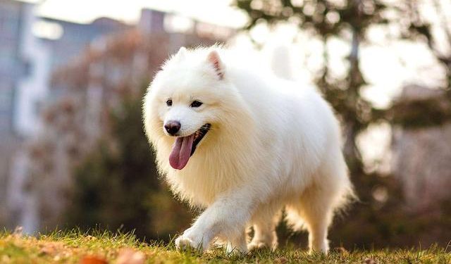 These 10 kinds of pets are worth having!