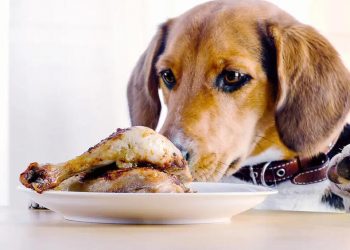 Ten foods that you must never give to your dog