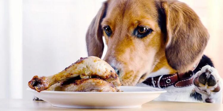 Ten foods that you must never give to your dog