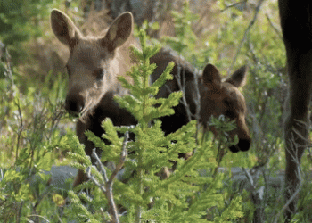 Adorable Baby Moose Explore Colorado’s Rocky Mountain National Park