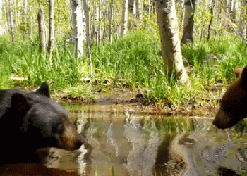 Mama Bear and Cub Enjoy Dip in Lake Tahoe Pond