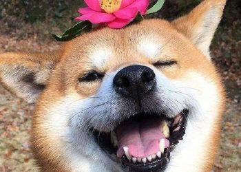 The Shiba Inu known as the “Smile Angel”, don’t keep it lightly, it’s not as innocent as it looks