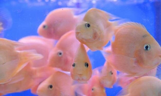 How are pet fish raised?