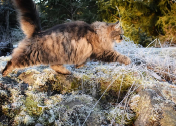 Lazy cat that doesn’t move at home, after going out… 12 years the owner has never outperformed it!