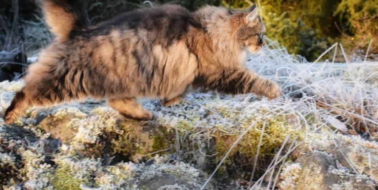 Lazy cat that doesn’t move at home, after going out… 12 years the owner has never outperformed it!