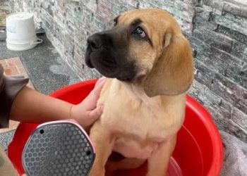 The owner raised a dog, but after a few months, the bathtub was full: it’s time to change the bucket!