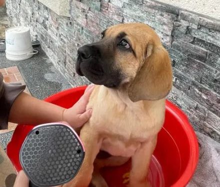 The owner raised a dog, but after a few months, the bathtub was full: it’s time to change the bucket!