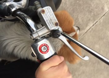 When were you shocked by a dog’s IQ?