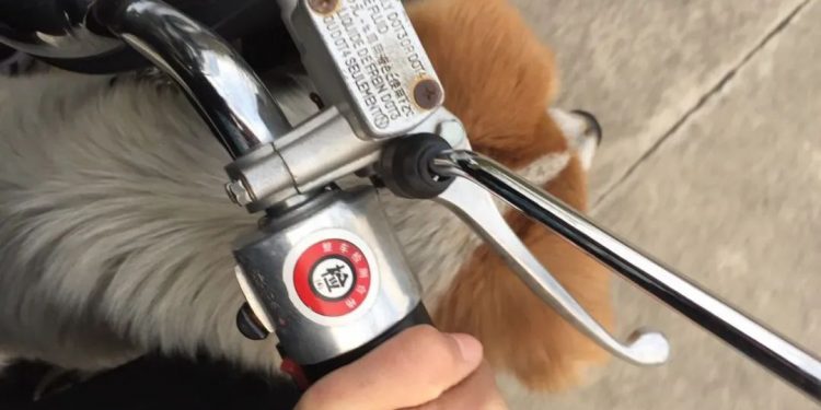 When were you shocked by a dog’s IQ?