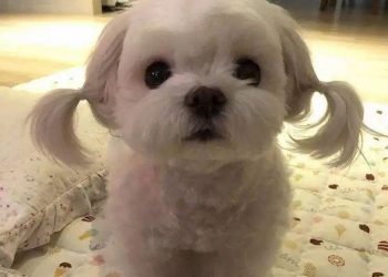 Pet dog: How to Raise a Maltese Dog