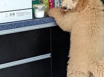 After the dog bit the little master’s clothes, he punished him to put it on… and he was so handsome!