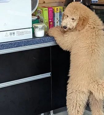 After the dog bit the little master’s clothes, he punished him to put it on… and he was so handsome!