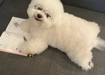 Dog: I will work hard quietly, and then amaze all of them!