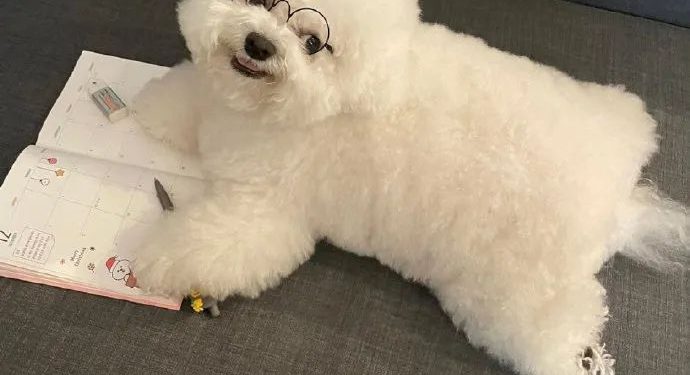 Dog: I will work hard quietly, and then amaze all of them!