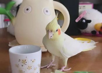 The cockatiel with its own makeup among the pet birds, these two bright little blushes are too cute