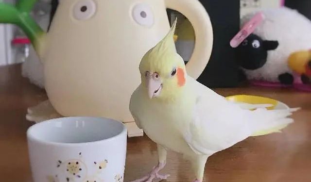 The cockatiel with its own makeup among the pet birds, these two bright little blushes are too cute