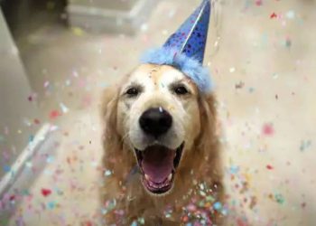 Why are pet dogs afraid?