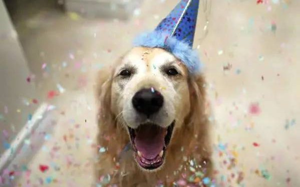 Why are pet dogs afraid?