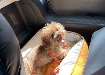 furry child alone on camera