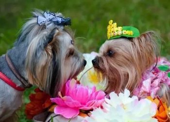 Yorkshire, a small dog that is very popular with girls!