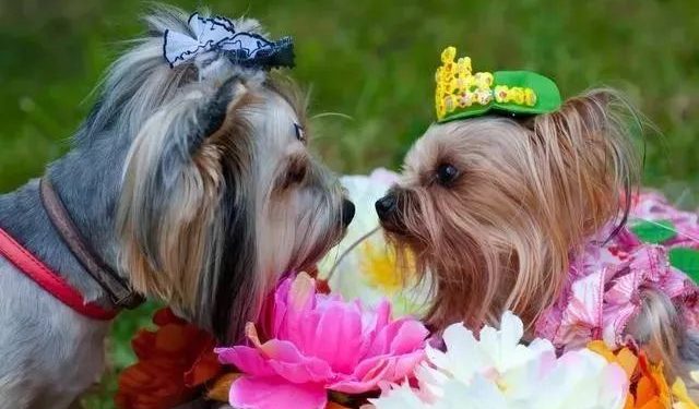 Yorkshire, a small dog that is very popular with girls!