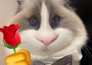 The owner “drowned” in the swimming pool and asked the cat for help, but the owner “drowned” in the swimming pool!