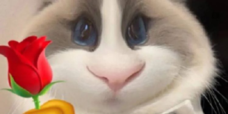 The owner “drowned” in the swimming pool and asked the cat for help, but the owner “drowned” in the swimming pool!