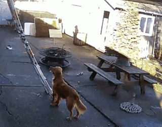 The owner climbed on the roof to repair things, and the big golden retriever looked disdainful when he saw it: I can do it too!