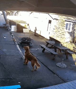 The owner climbed on the roof to repair things, and the big golden retriever looked disdainful when he saw it: I can do it too!