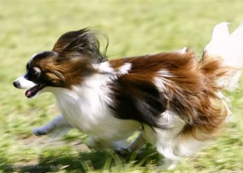 How fast can a dog run？