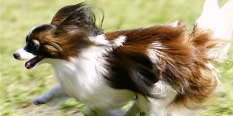 How fast can a dog run?