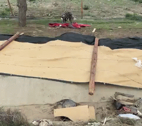 At first I thought that a “hyena” was saved, but after a few months…it was spoiled as a “little princess”!