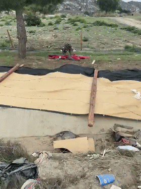 At first I thought that a “hyena” was saved, but after a few months…it was spoiled as a “little princess”!